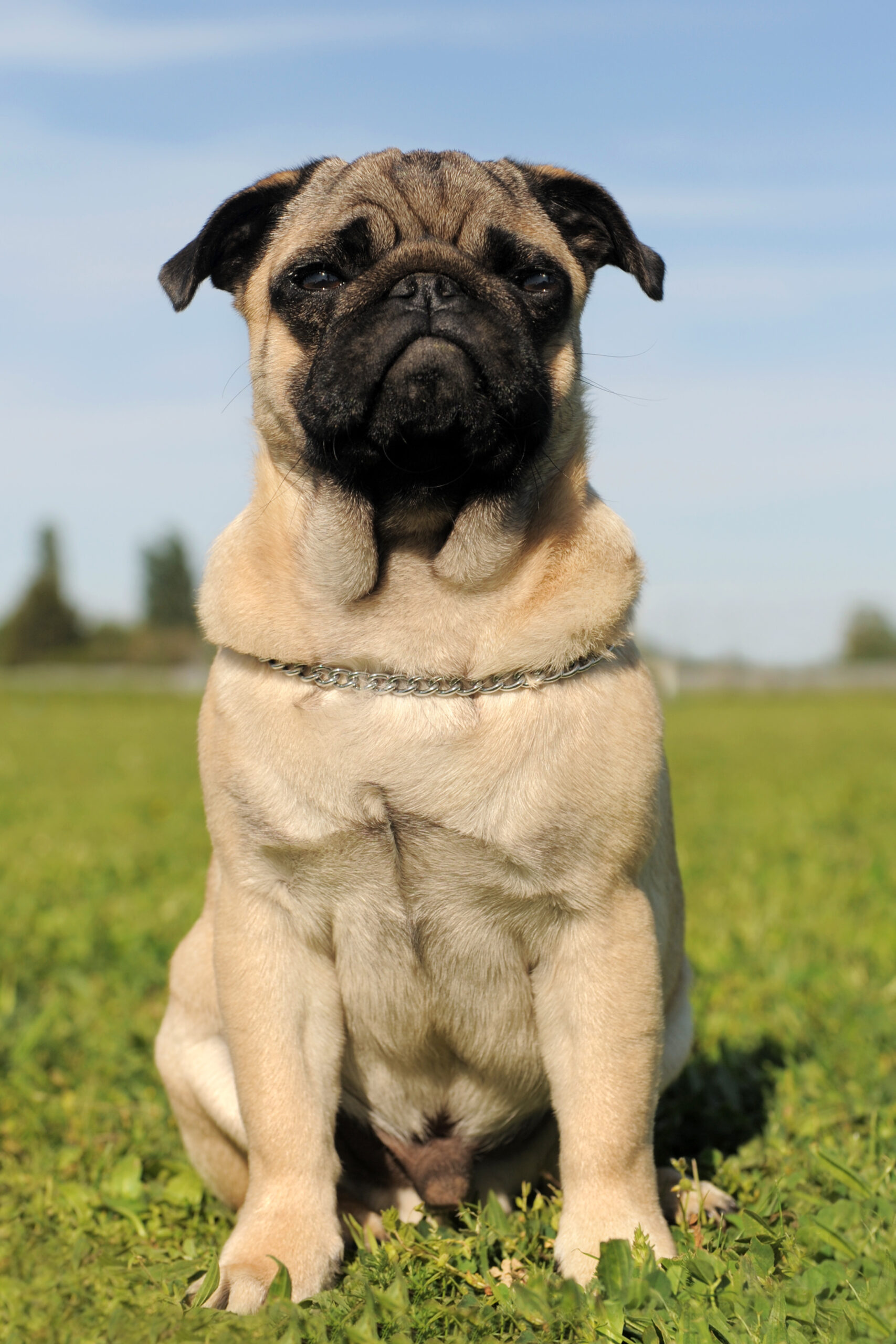 portrait of a purebred puppy pug in a field