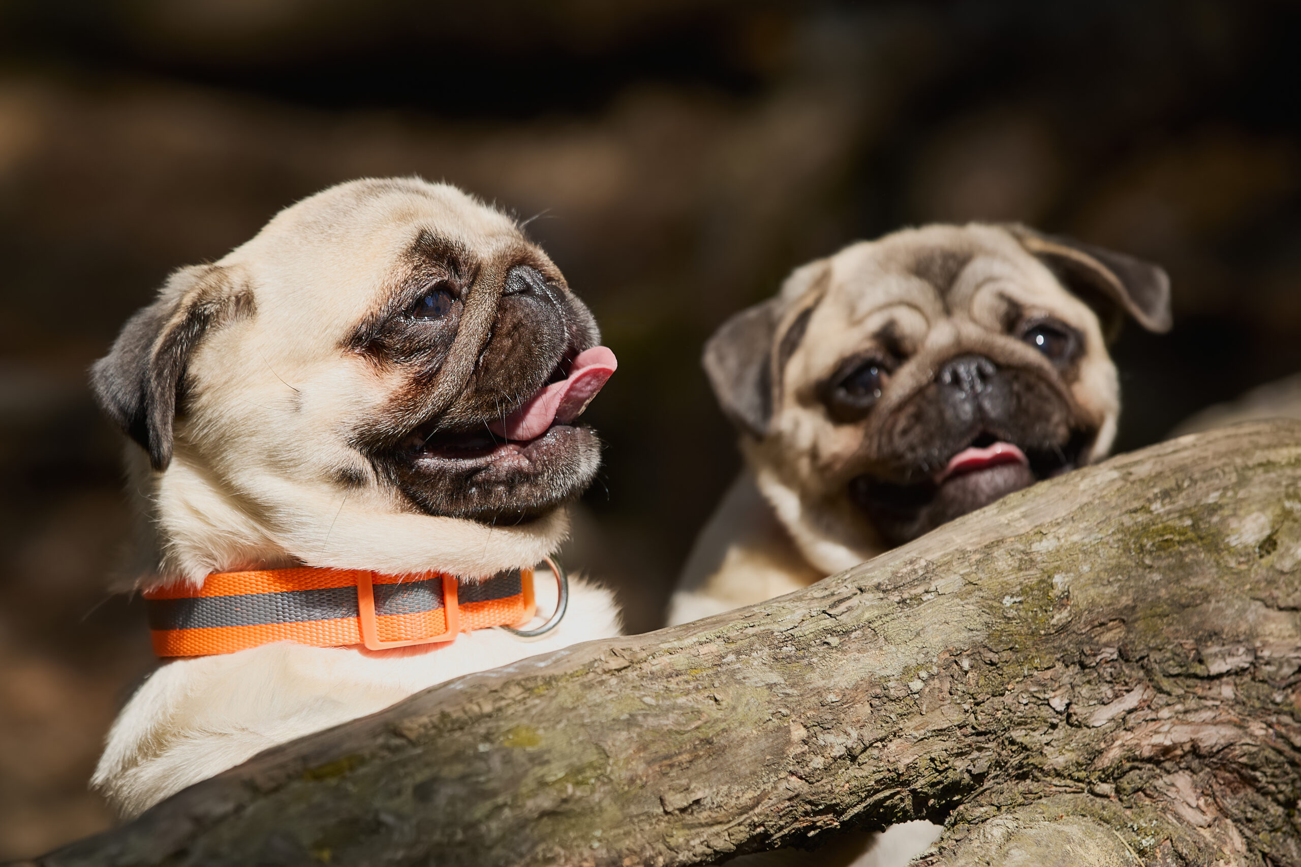 Two young pug dogs playing in the forest. Selective focus, close up