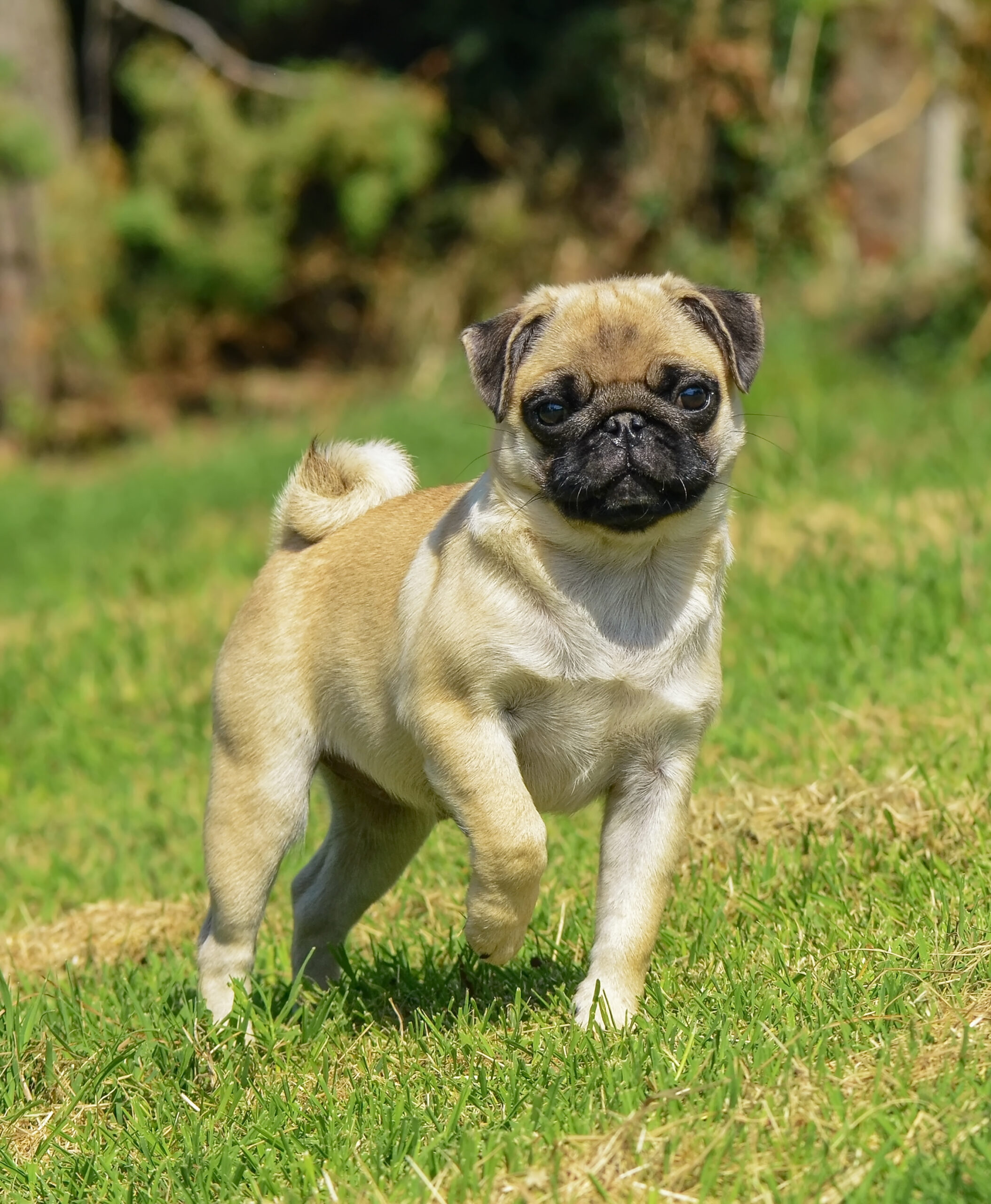Closeup vertical portrait of a nice adorable pug dog with a wrinkly face standing outdoors on a park lawn